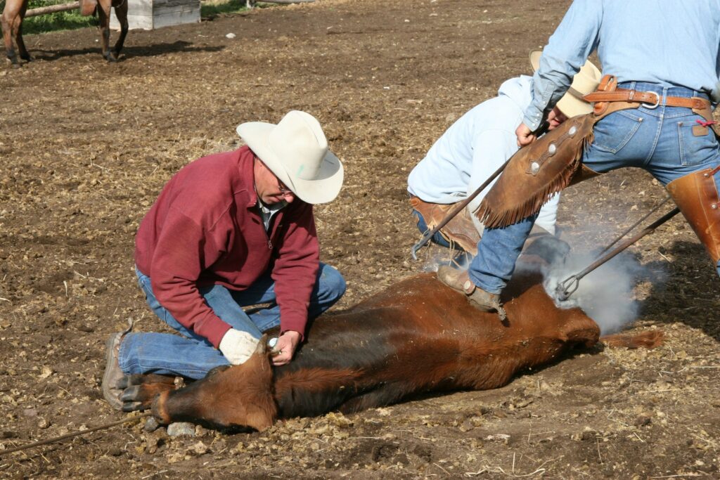 On a dirt-covered ranch for sale, a cowboy secures a calf as another brands its side with a hot iron, smoke rising. Both wear jeans, boots, and hats while working on this classic scene of recreational land.