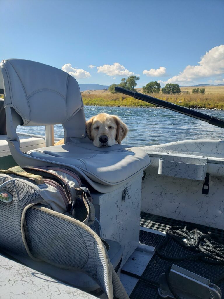 A golden retriever rests its head on the seat of a small boat, surrounded by water, grassy banks, and distant trees and mountains—perfect for exploring recreational land. A backpack and ropes are visible in the boat.