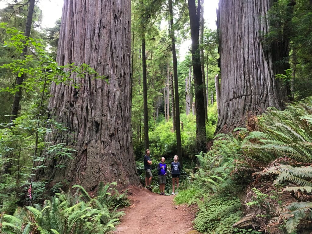 Four people stand on a dirt trail surrounded by towering redwood trees and lush green ferns in a forest, showcasing the massive trees and the scenic beauty often found on recreational land.
