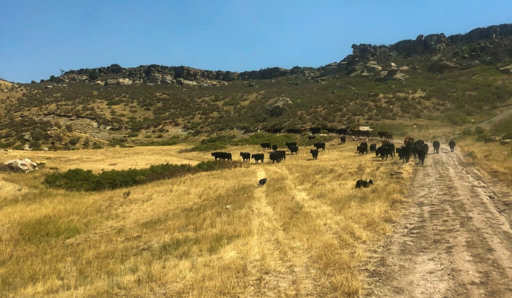 A herd of black cattle walks along a dirt road through dry, grassy hills with rocky outcrops on scenic cattle ranch land under a clear blue sky.