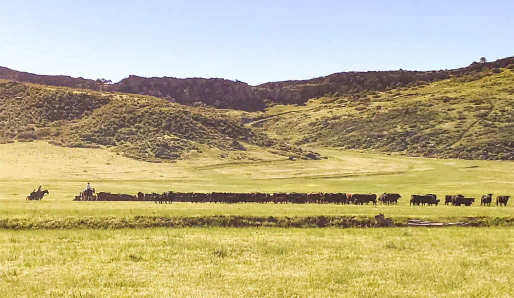 A cowboy on horseback herds cattle across a grassy, sunlit valley with green hills and rocky ridges in the background—an ideal scene for a cattle ranch or hunting property under a clear blue sky.