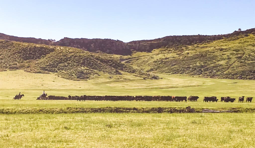 A cowboy on horseback herds cattle across a wide, grassy valley surrounded by green hills and clear blue skies—an authentic scene on this picturesque cattle ranch for sale.