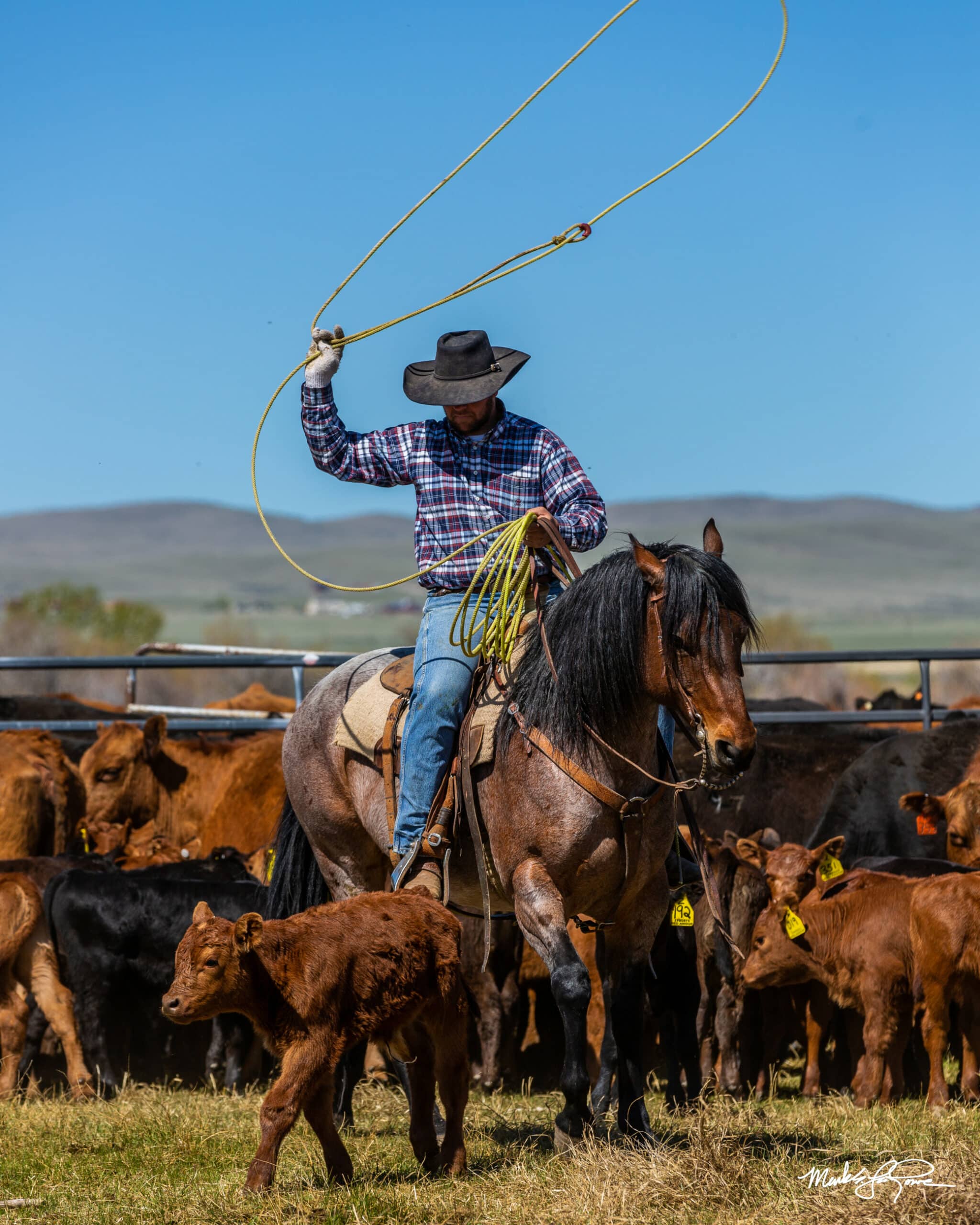 A cowboy on horseback swings a lasso amid a herd of brown calves and cattle in a fenced pasture on this scenic cattle ranch, with rolling hills and a clear blue sky in the background.