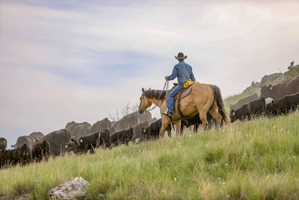 A cowboy herding cattle on a slanted field on a ranch to represent land realtors working with land investments and complex real estate transactions for Swan Land Company.