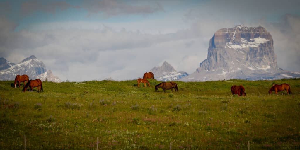 A group of brown horses graze on a green field dotted with wildflowers, set against rugged, snow-capped mountains and cloudy skies—an idyllic scene on this picturesque cattle ranch for sale.
