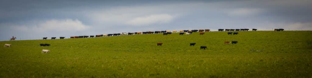 A wide grassy hill dotted with black, brown, and white cows grazing under a cloudy sky; on the far left side of this cattle ranch, a person on horseback appears on the horizon.