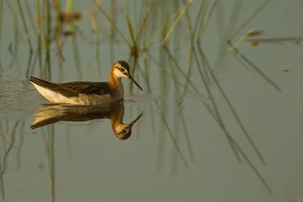 A small brown and white bird with a slender bill swims in calm water on recreational land, its reflection visible. Green reeds emerge from the water around the bird.