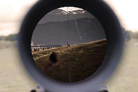 View through a rifle scope focusing on a distant bird standing on a grassy hill, with mountains and trees in the background—a perfect setting for hunting property or recreational land. The scene is framed by the circular edge of the scope.