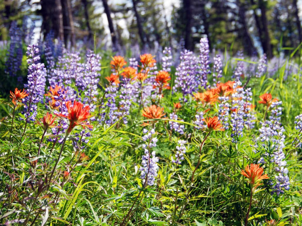 A vibrant meadow filled with purple lupines and orange wildflowers, surrounded by tall green grass and trees in the background under bright sunlight—an ideal recreational land for sale.