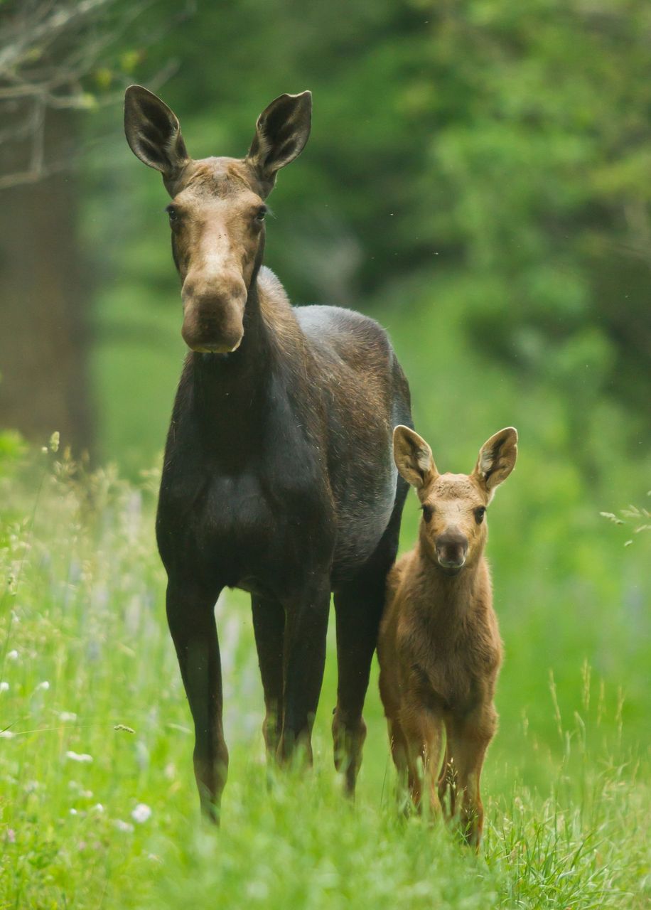 An adult moose and a calf stand side by side in a lush green meadow on recreational land, looking toward the camera, surrounded by tall grass and blurred trees in the background.
