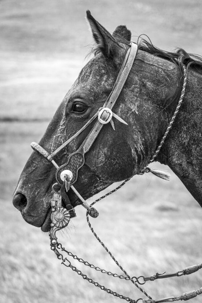 Black and white close-up of a horse’s head in profile, showing detailed leather bridle, reins, and metal bit, with short mane—ideal inspiration for your dream ranch for sale, set against a blurred grassy background.
