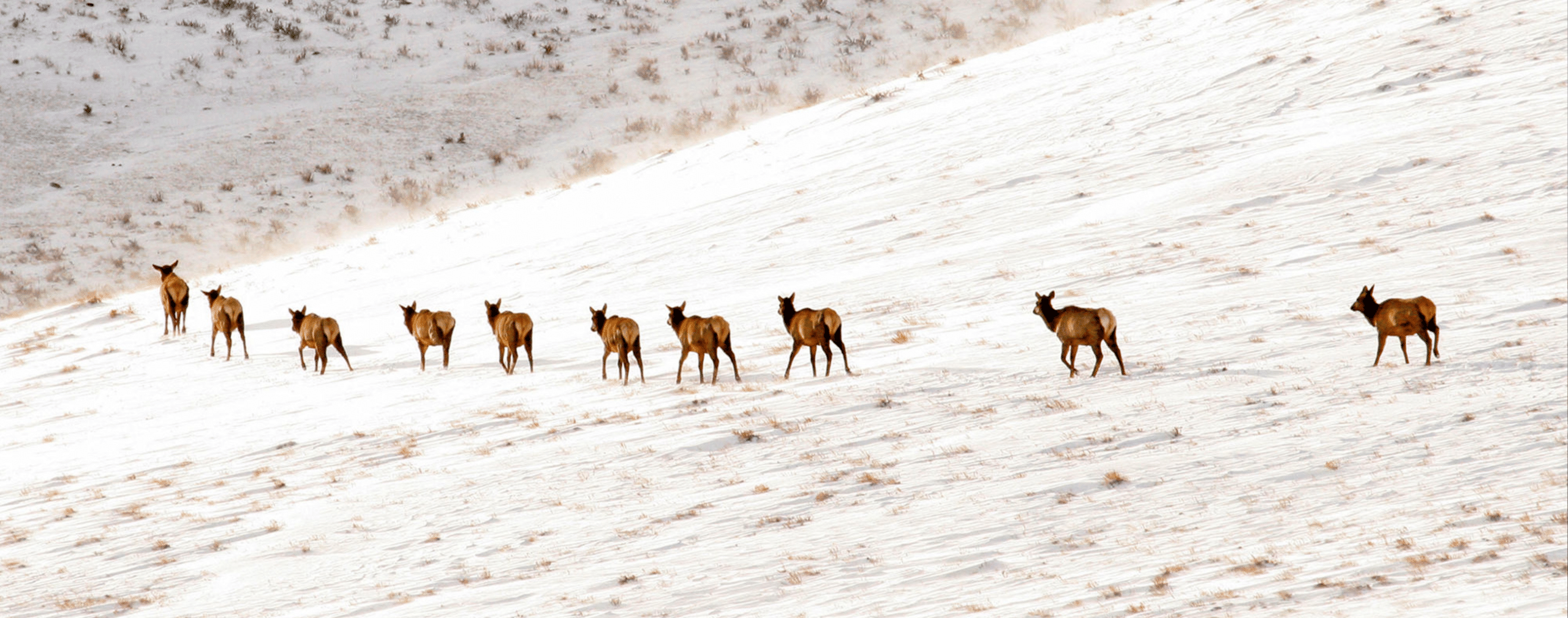 A group of nine elk walk in a line across a snow-covered hillside with sparse grass, set against a background of snow and patches of earth—an ideal scene for those seeking ranch for sale.