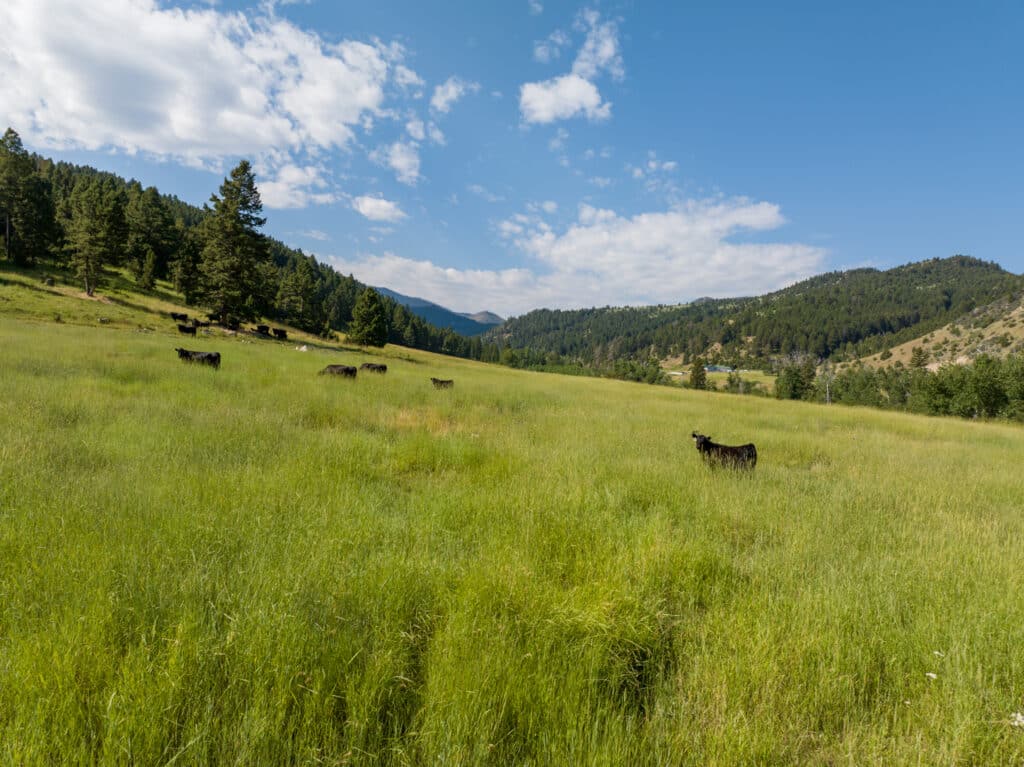 Cows graze in a lush green meadow on a beautiful cattle ranch surrounded by rolling hills, pine trees, and mountains under a partly cloudy blue sky.