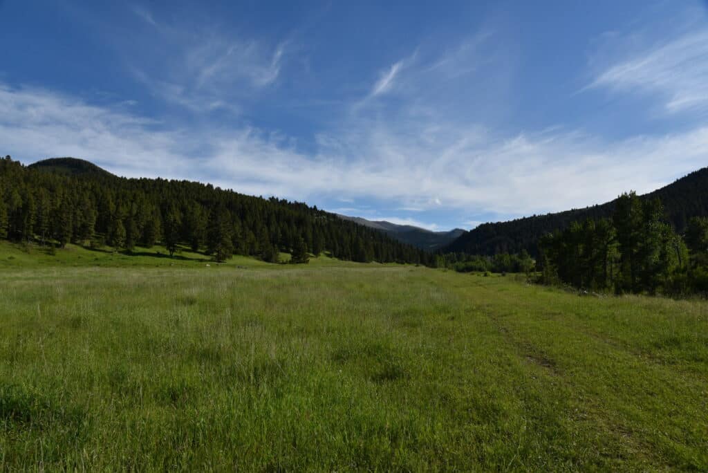 A wide grassy meadow stretches toward a dense forest of pine trees beneath a partly cloudy blue sky, with distant hills in the background—perfect recreational land or hunting property.