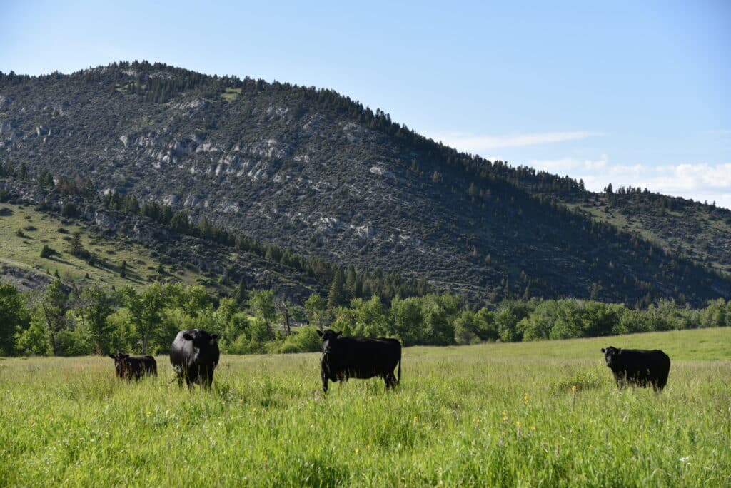 Four black cows stand in a green grassy field with scattered trees, set against a large, rocky hill beneath a clear blue sky—ideal for a cattle ranch or recreational land.