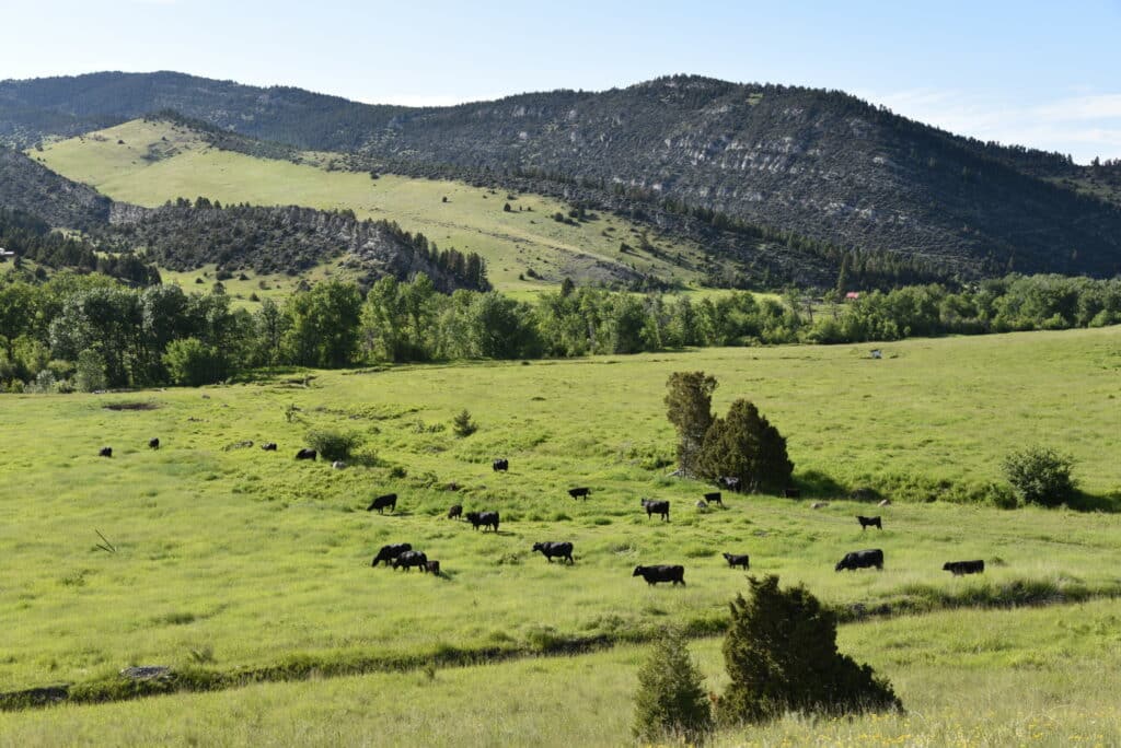 Cows graze in a green, grassy field with scattered trees and rolling hills, set against a forested mountain under a clear blue sky—ideal land for sale or as a scenic hunting property.
