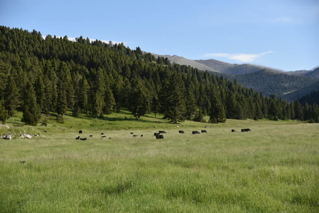 A grassy meadow with a herd of black cattle grazing, bordered by a dense forest of pine trees and distant mountains under a clear blue sky—ideal ranch for sale or recreational land opportunity.
