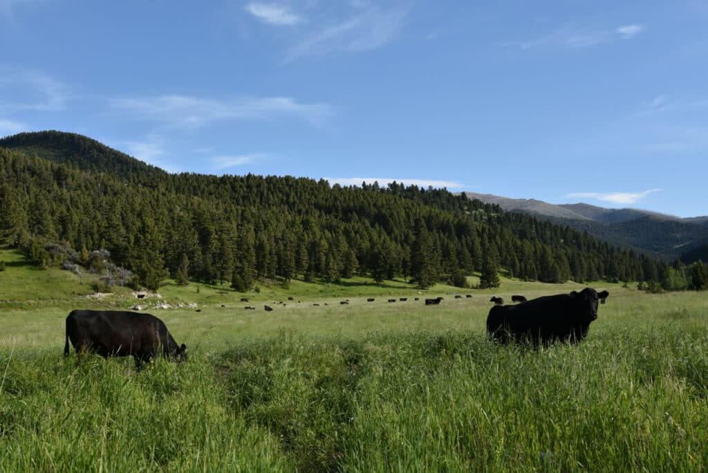 Black cows graze in tall green grass on a wide, open field with a forested hill and mountains in the background—perfect recreational land or hunting property under a blue sky with scattered clouds.