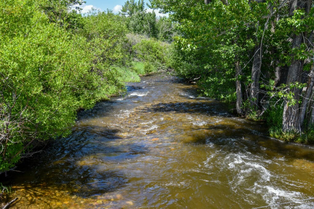 A clear, shallow stream flows through a lush, green forest with sunlight reflecting off the water—perfect scenery for recreational land or a scenic cattle ranch nestled among dense trees and bushes.