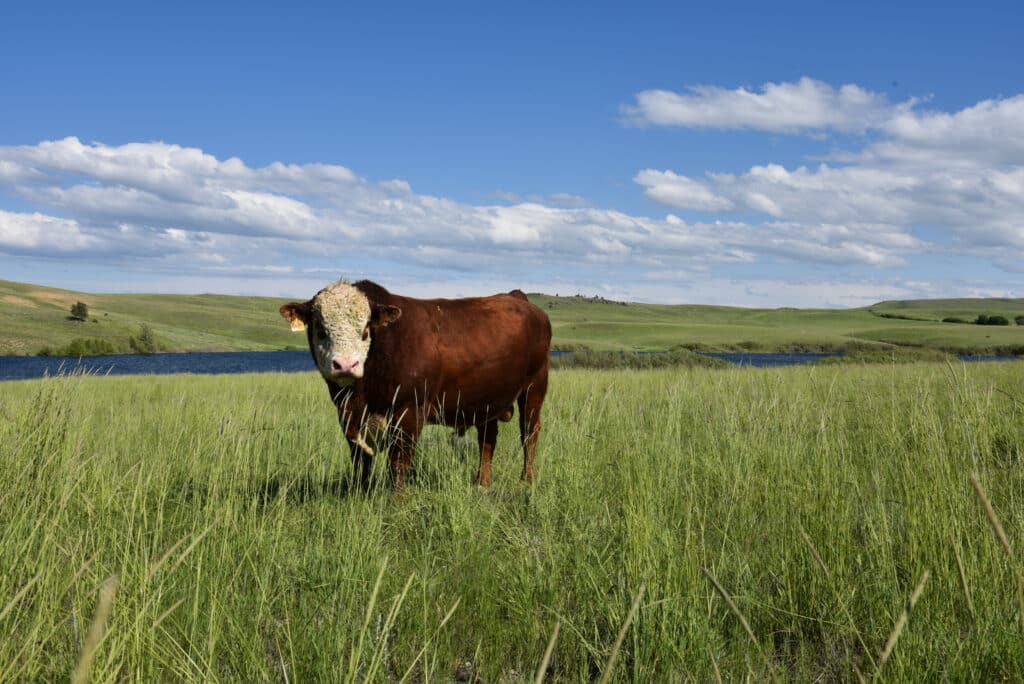 A brown and white cow stands in tall green grass near a lake on recreational land, with rolling hills and a blue sky with scattered clouds in the background.