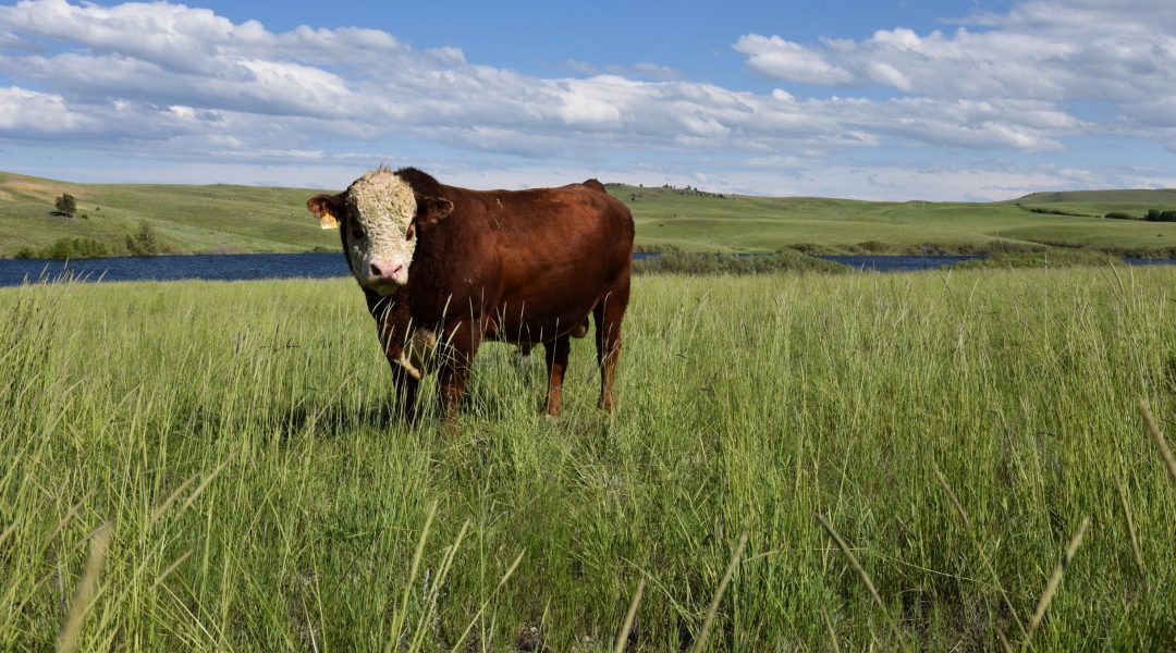A brown and white cow stands in tall green grass on a wide open cattle ranch, with a blue pond and rolling hills in the background under a partly cloudy sky.
