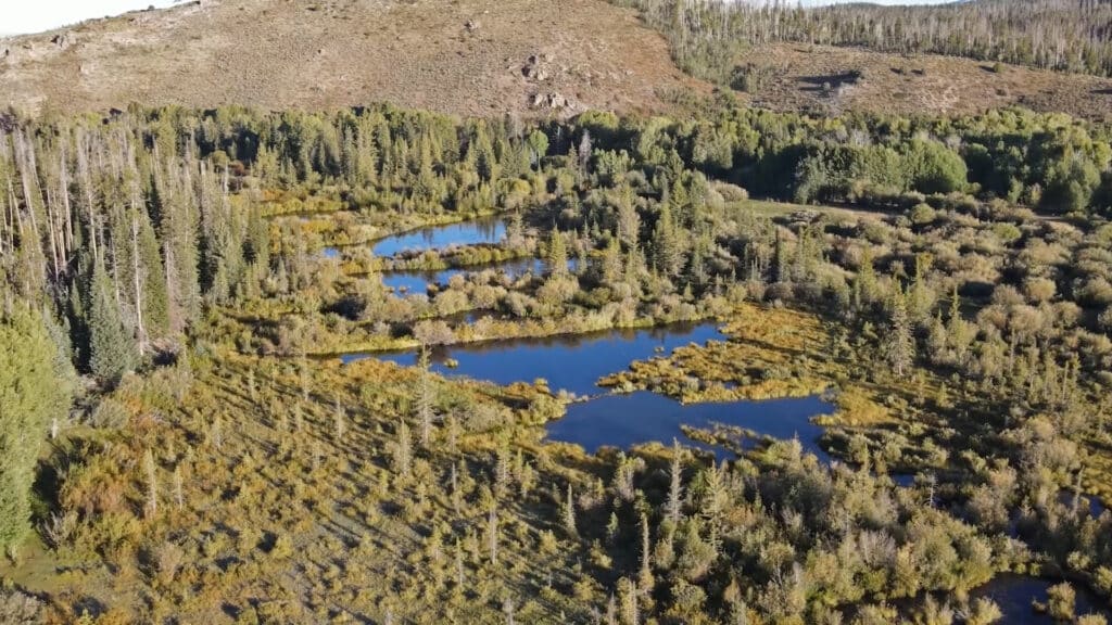 Aerial view of a wetland area with several small ponds, ideal for a hunting property, surrounded by green trees and vegetation, with a hill in the background under a clear sky.