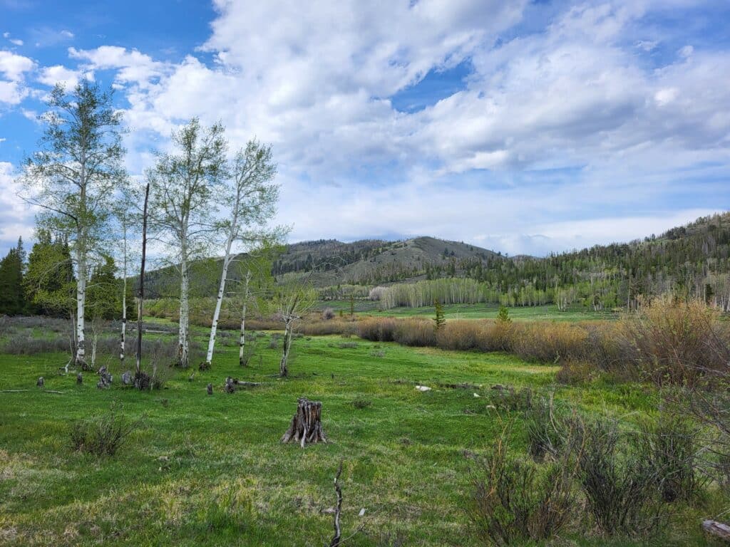 A grassy meadow with scattered shrubs and tree stumps, bordered by birch trees on the left. Perfect land for sale, with rolling hills and dense forest in the background under a partly cloudy blue sky.