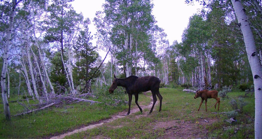 A large moose and a calf walk along a dirt path surrounded by green grass and tall trees in a forest, the sky bright above. Fallen branches lie near the path, making it an ideal scene for recreational land or hunting property seekers.