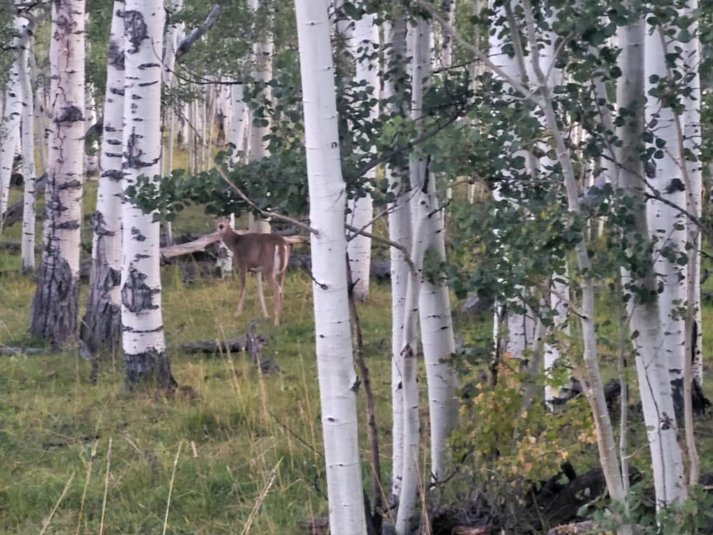 A deer stands among tall white aspen trees with green leaves and grass, blending into the tranquil forest landscape—an ideal setting for those seeking hunting property or land for sale.