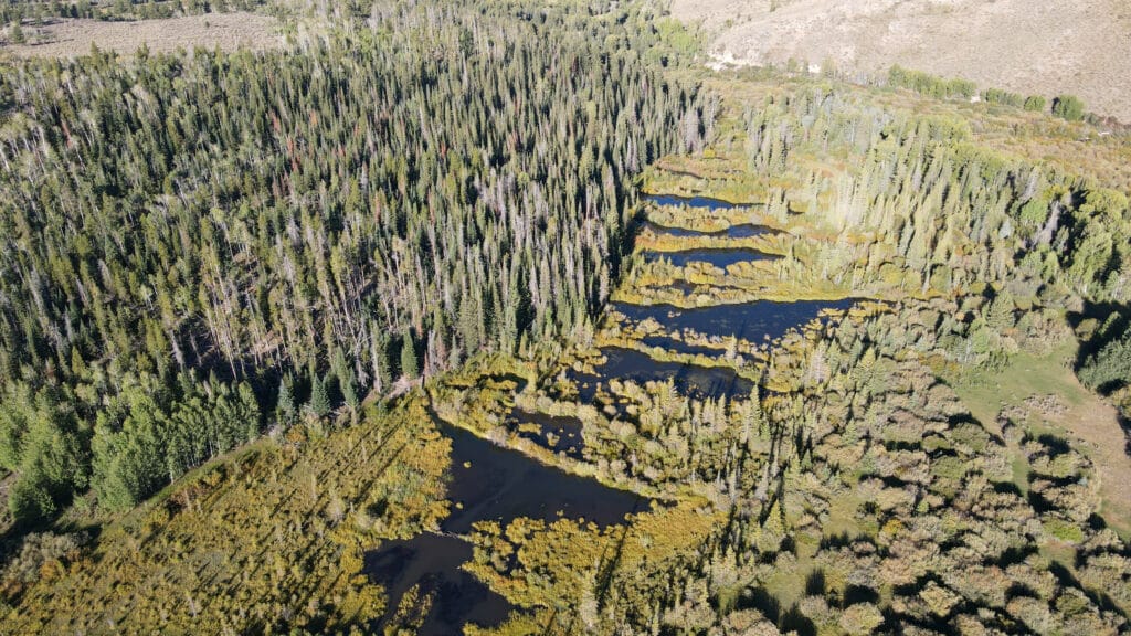 Aerial view of a forest with clusters of green trees and small ponds, surrounded by grassy areas—ideal hunting property or cattle ranch land for sale, all under natural daylight.
