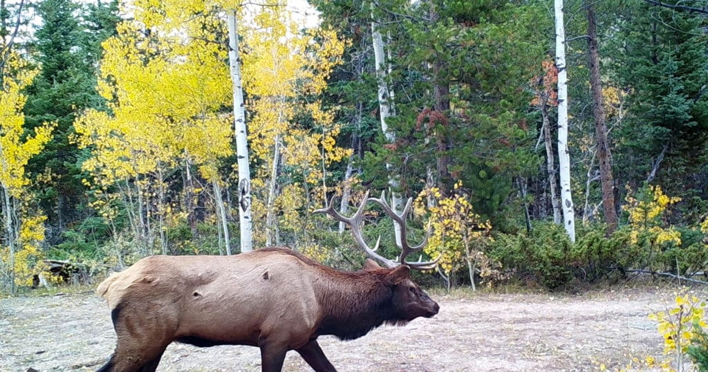 A large elk with antlers walks through a forest of green pines and yellow aspens, signaling autumn—a stunning view often found on premium hunting property or recreational land. The forest floor is covered in light grass and fallen leaves.