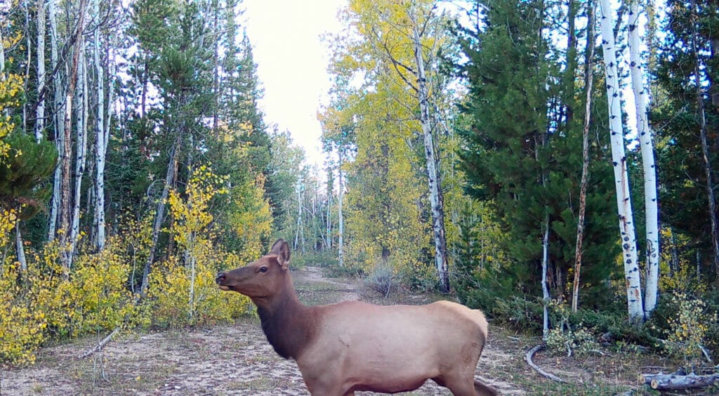 A female elk stands on a dirt path surrounded by tall green and yellow trees in a forested area during autumn, highlighting the beauty of this potential hunting property.