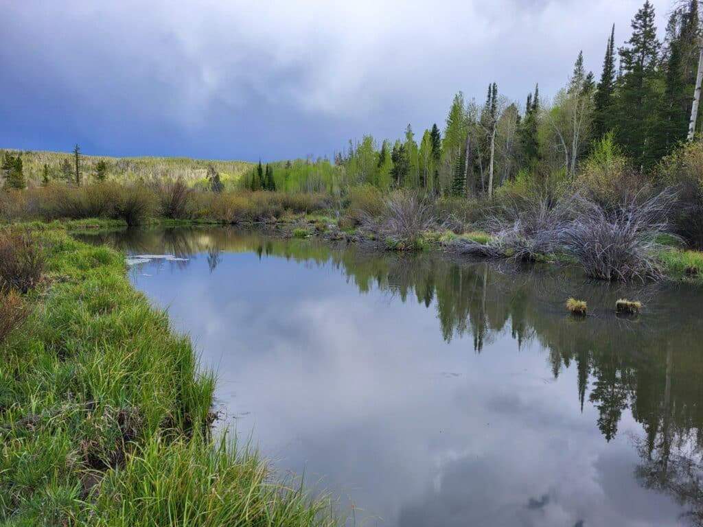 A calm pond reflects green trees and a cloudy sky, surrounded by tall grass and shrubs on a scenic cattle ranch, with a forested hill in the distance.