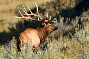 Bull Elk