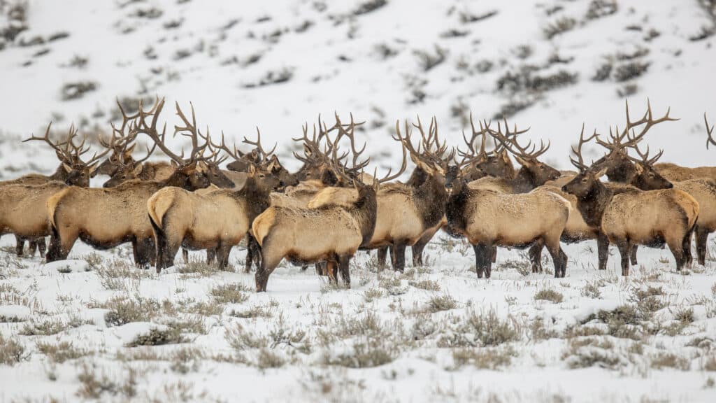 A herd of elk with large antlers stands together on a snowy landscape, surrounded by patches of grass and low shrubs—an ideal scene for those seeking recreational land or a ranch for sale during winter.