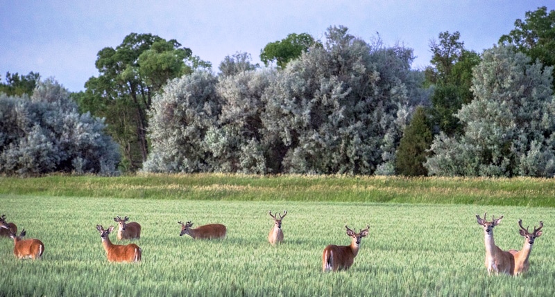 A group of deer with antlers stands in a green field, surrounded by tall grass and leafy trees under a blue sky—an ideal scene for recreational land or a cattle ranch.