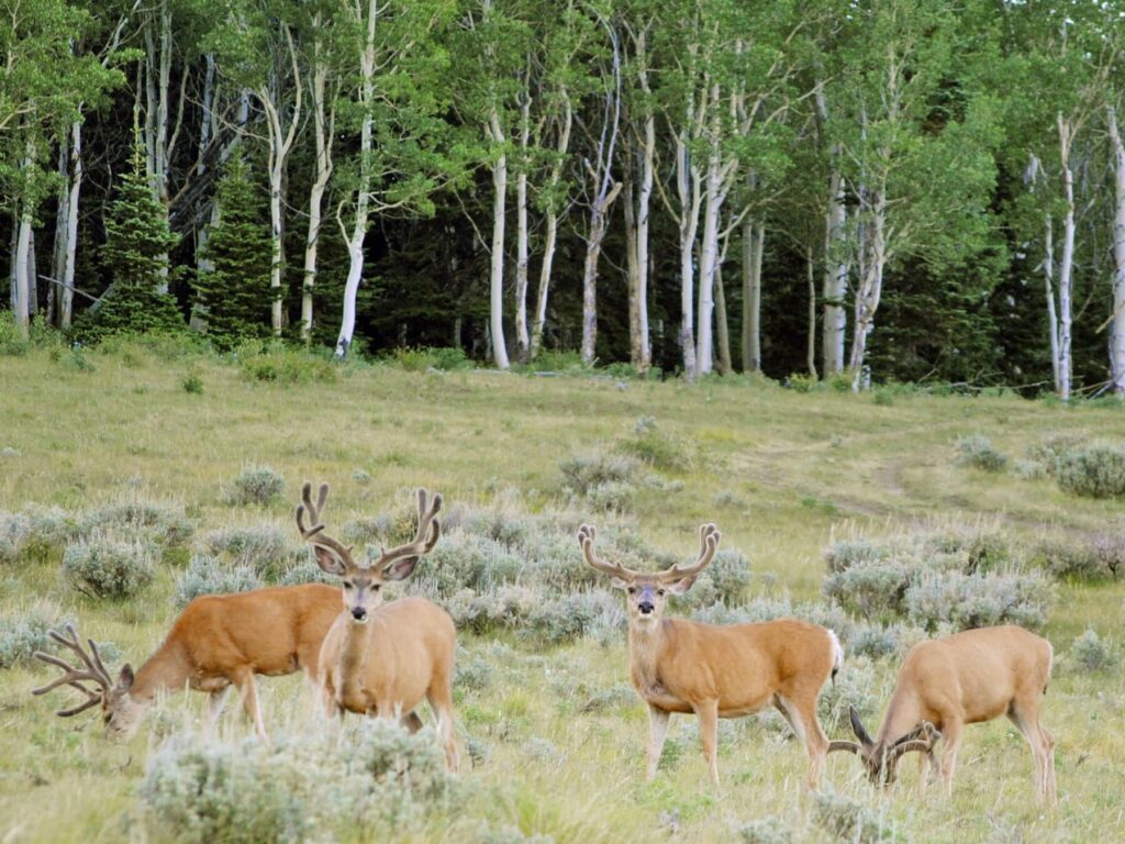 Hunting and Recreation on a Utah Ranch Sold by Swan Land