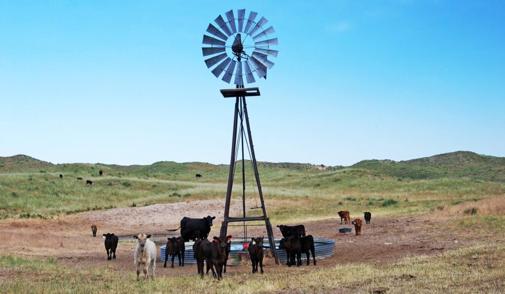 Cattle on the McGinley Ranch in Nebraska | Sold by Swan Land Company