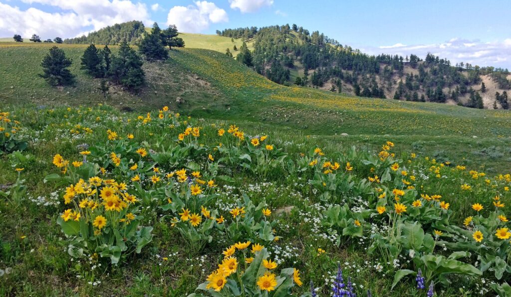 Beautiful Conserved Property in Wyoming | Sold by Swan Land Company