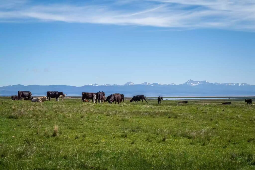 Cows grazing on a green grassy field under a blue sky, with snow-capped mountains in the distance—perfect recreational land or ranch for sale.
