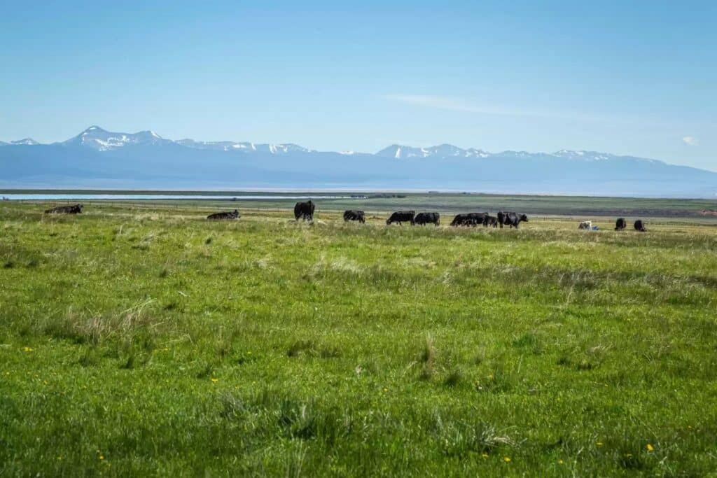 Cows graze on a green grassy field under a clear blue sky, with snow-capped mountains in the distance—perfect land for sale for those seeking tranquil ranch living.
