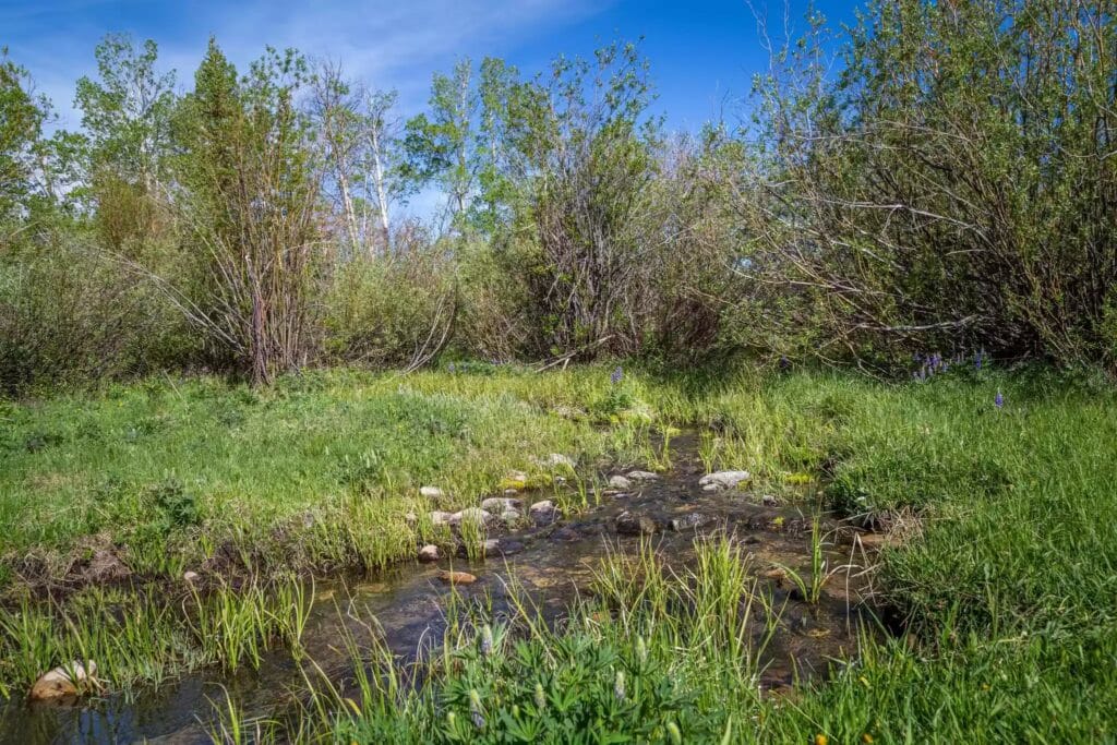 A clear, shallow stream flows through green grass and wildflowers on this scenic land for sale, surrounded by leafy bushes and trees under a bright blue sky.