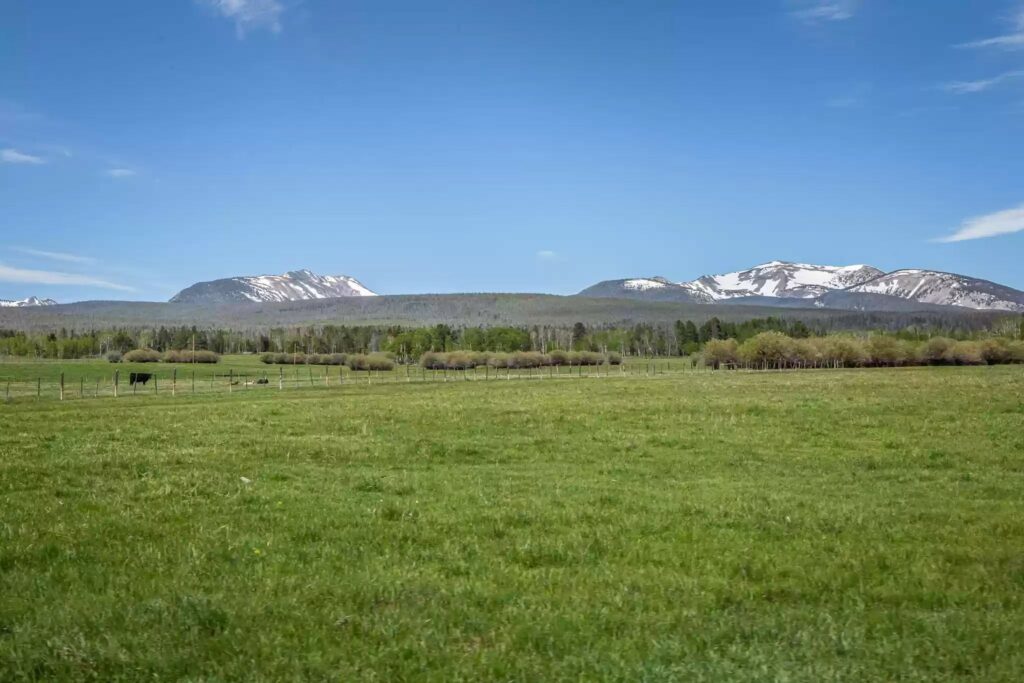 Wide green field with sparse trees, a fence, and distant forest under a clear blue sky—an ideal cattle ranch. Snow-capped mountains rise in the background.