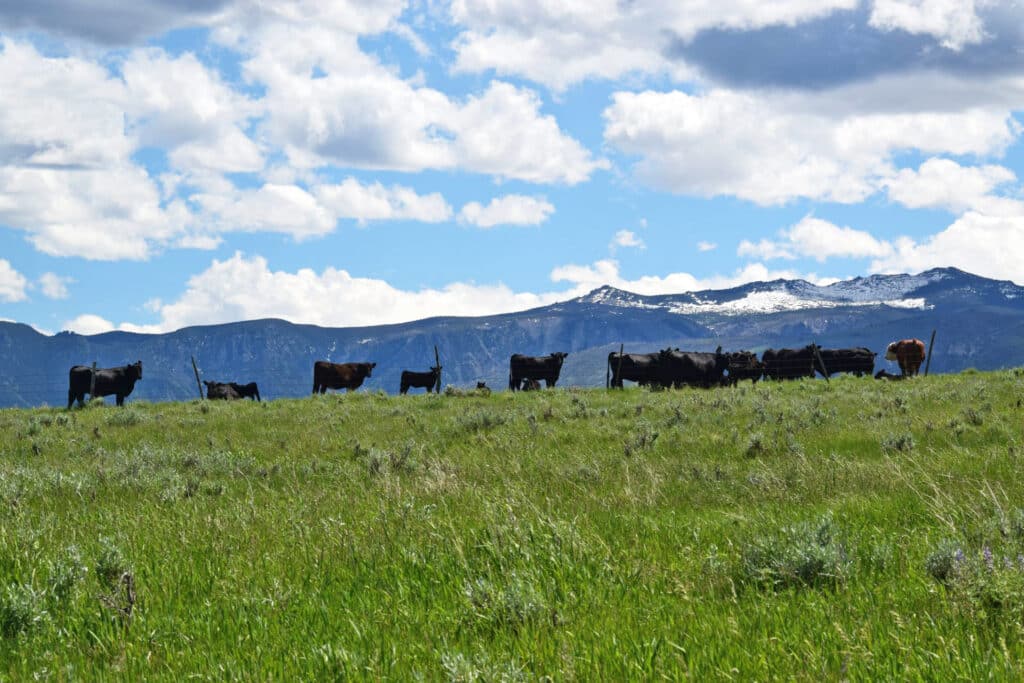 A herd of cows grazes on a green field under a bright blue sky, with snow-capped mountains in the background—perfect scenery for a cattle ranch or hunting property.