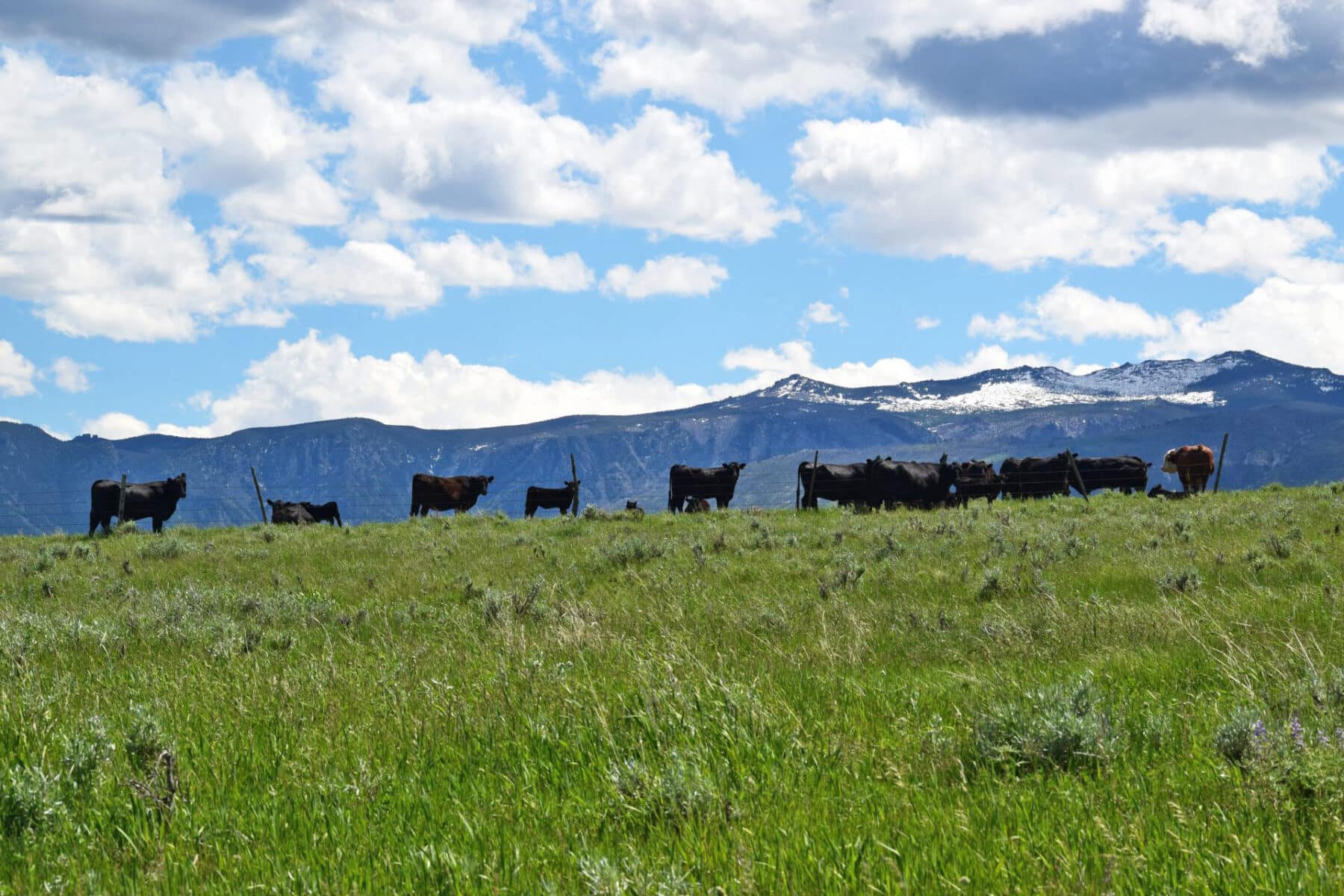 Grazing Permits Demystified: What Ranch Buyers Need to Know | Swan Land ...