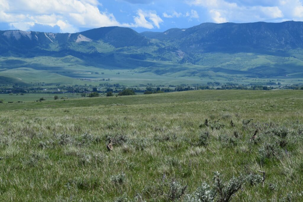Wide grassy plain dotted with sagebrush under a bright blue sky, with green hills and tall mountains in the background. Sunlight highlights this open recreational land, creating a peaceful landscape ideal as hunting property or land for sale.