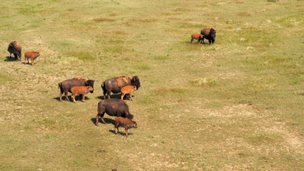 A small herd of bison, including adults and calves, grazes on a grassy plain with scattered green and brown vegetation—an ideal scene for those seeking recreational land or hunting property. One adult bison stands apart from the main group.
