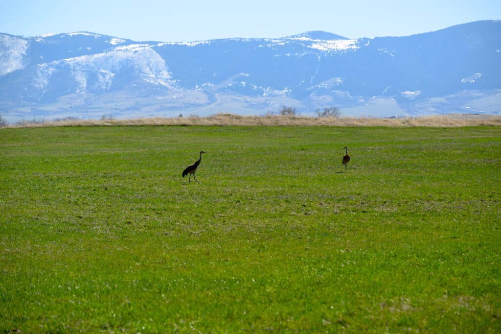 Two tall birds stand far apart on a wide green grassy field, with mountains capped with patches of snow in the background under a clear blue sky—an ideal setting for recreational land or ranch for sale.