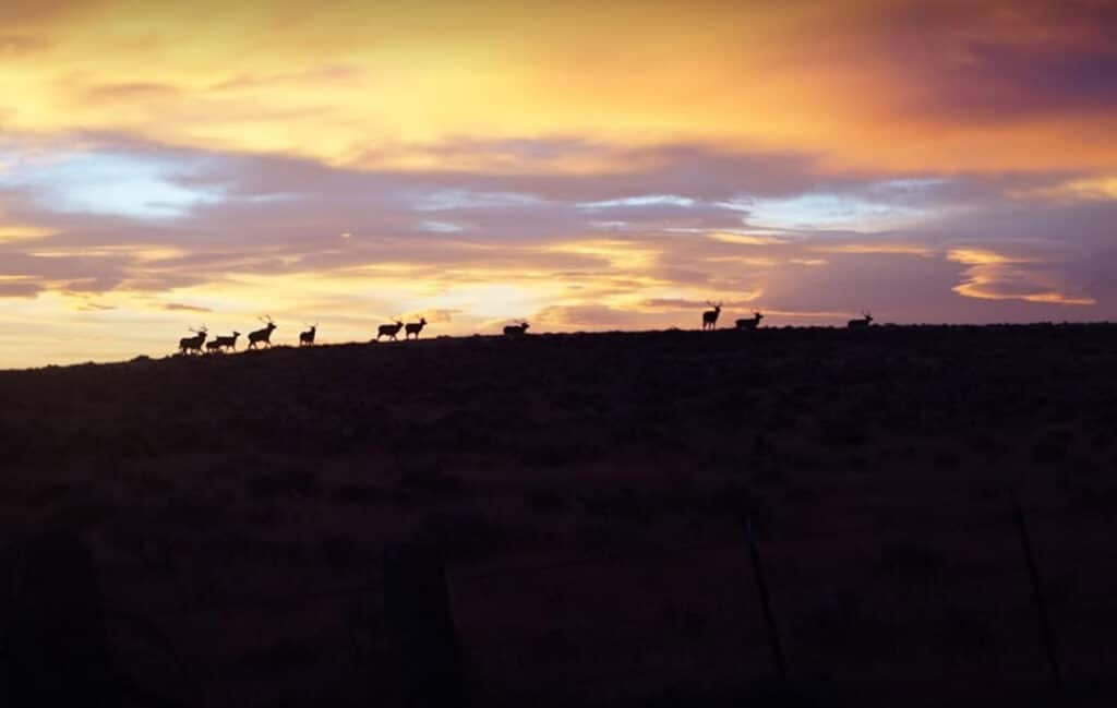 Silhouettes of deer stand on a ridge beneath a colorful sunset sky, with shades of purple, orange, and yellow clouds stretching across the horizon. The dark foreground with sparse vegetation suggests ideal recreational land or hunting property.