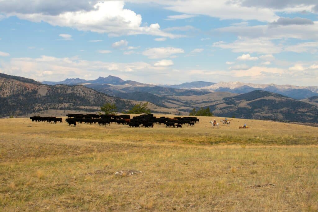 A herd of black cattle grazes on a grassy plain with three horseback riders nearby. Rolling hills and distant mountains stretch across the background under a partly cloudy sky, showcasing this beautiful ranch for sale.